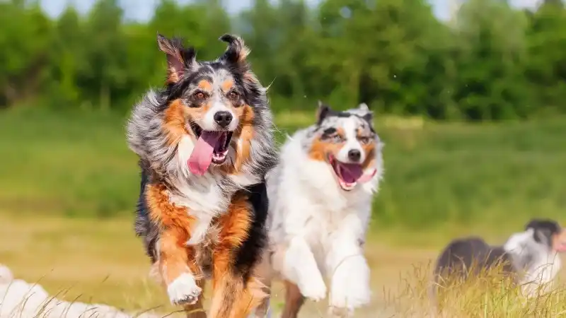 vector-borne-dog-header.jpeg
