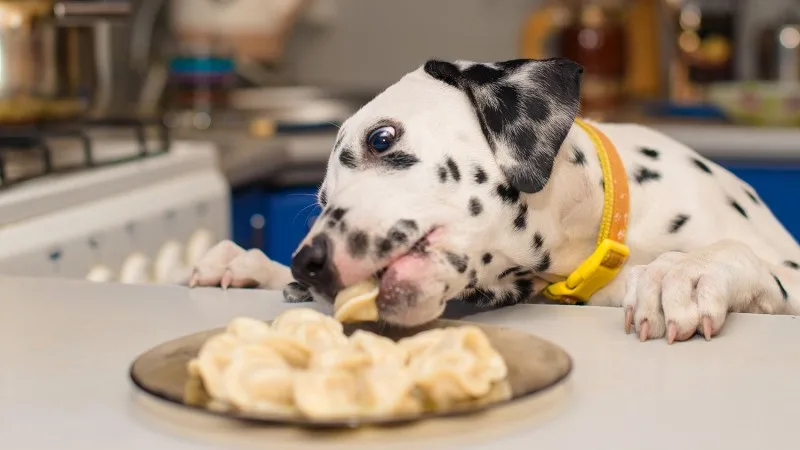 akc-celebration-header-new.jpg