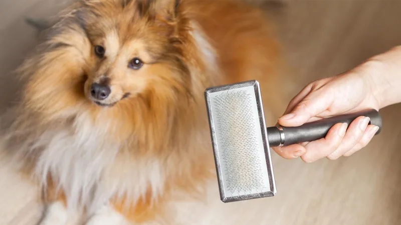 akc-preventative-header-new.jpg