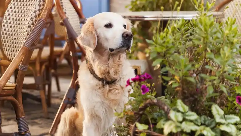 akc-theft-header1-new.jpg