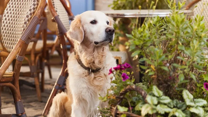 akc-theft-header1-new.jpg