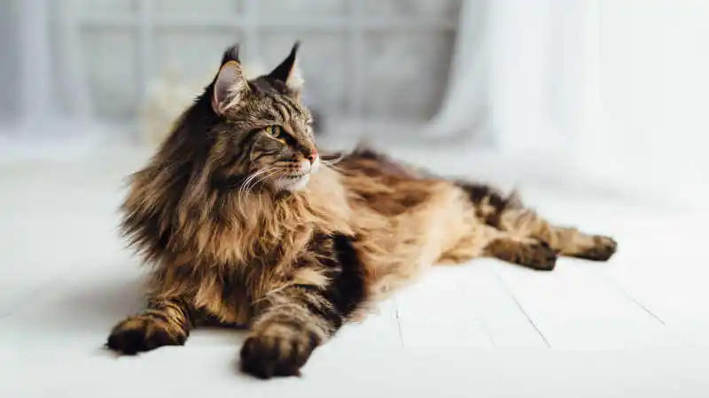 cat-coat-care-header.jpg