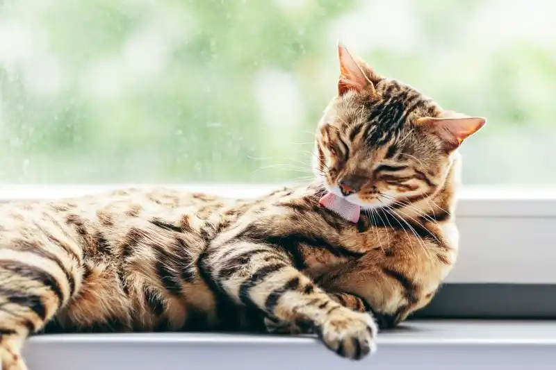 cat-grooming-header.jpg