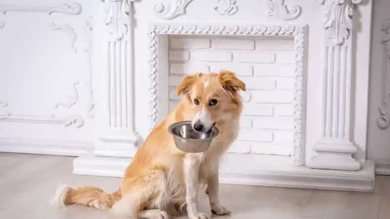 dog-food-header.jpg