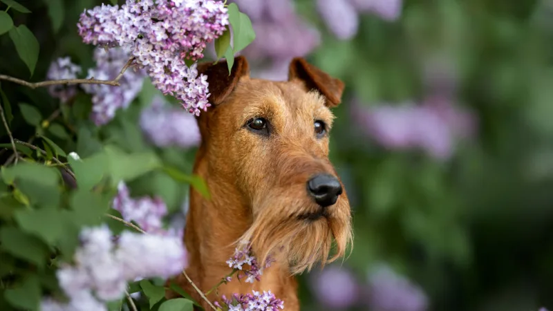 dog-header.jpg