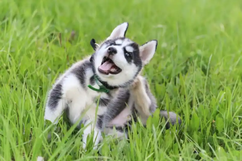 dog-itching-header.jpg