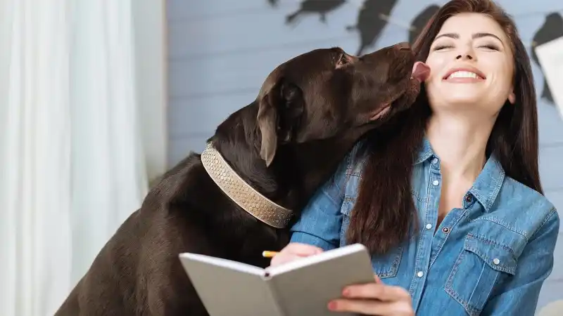 dog-telling-header.jpg