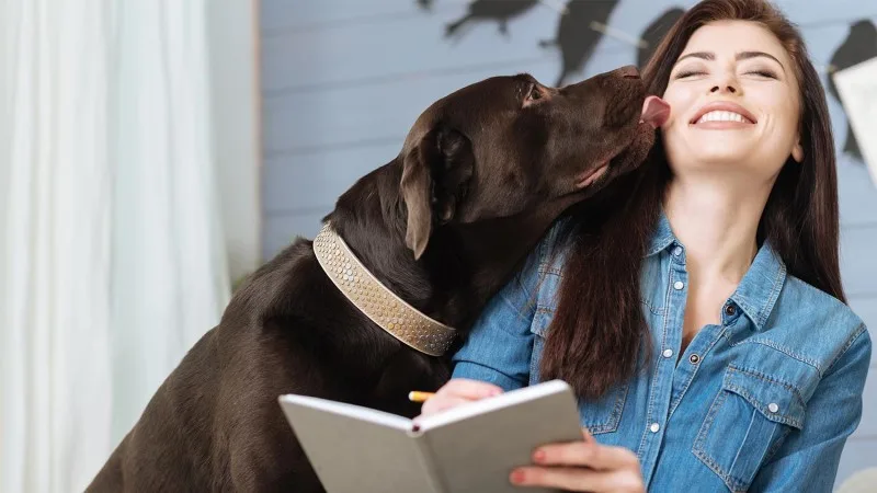 dog-telling-header.jpg