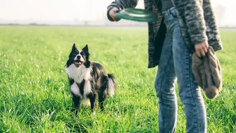 dog-youtube-header.jpg