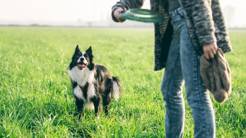dog-youtube-header.jpg