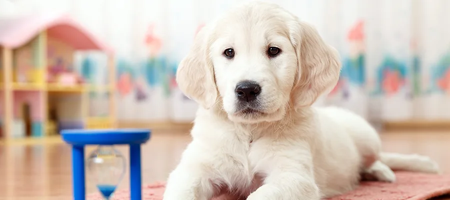 golden-retriever-hourglass-header.jpg