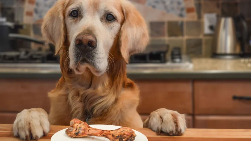 golden-retriever-on-counter-header.jpg