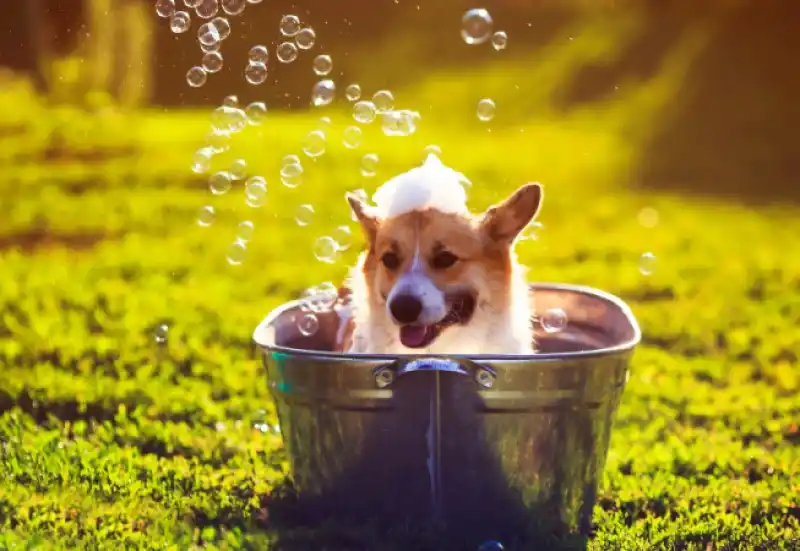 grooming-header.jpg