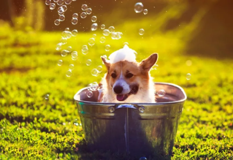 grooming-header.jpg