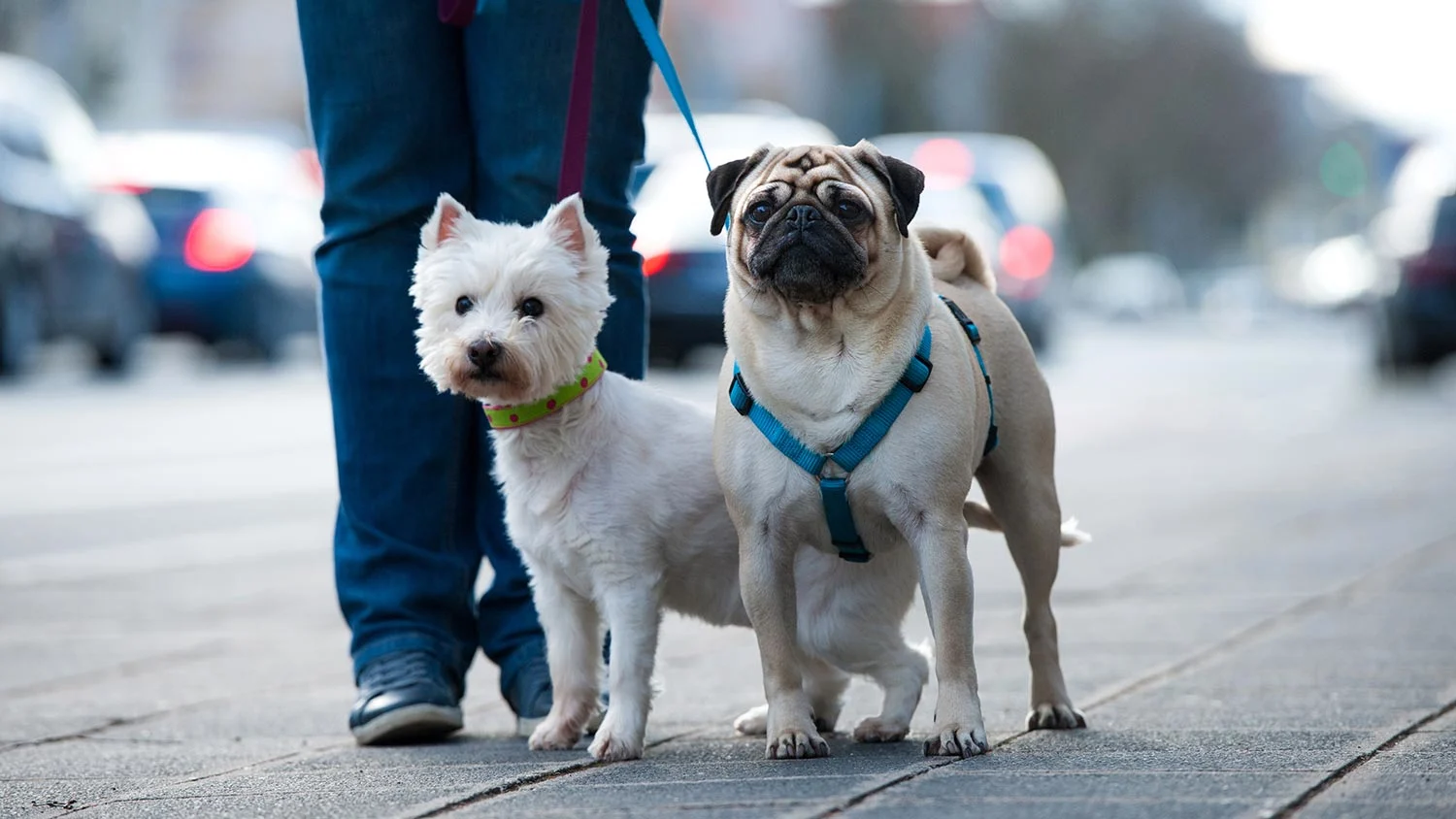 header_city_dog.jpg
