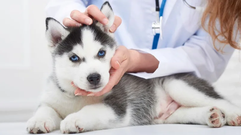 header_cleaning_dog_ears_new.jpg