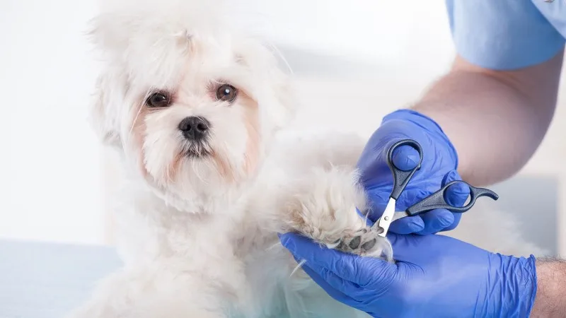 header_nail_trimming_new.jpg