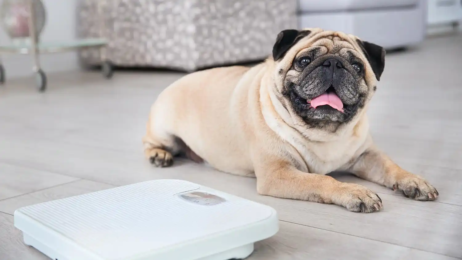 header_overweight_dog.jpg