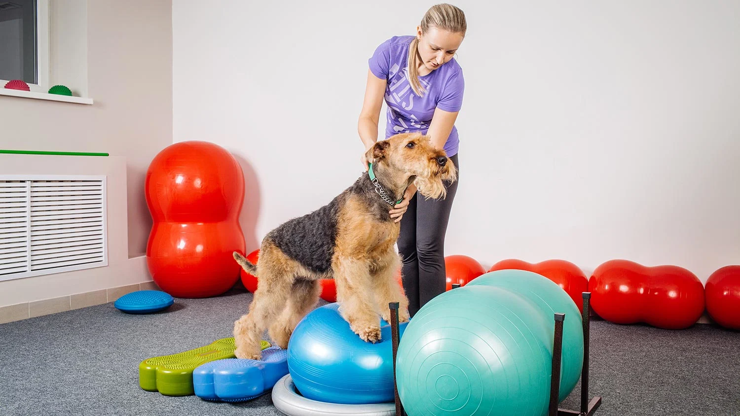 Photo of a dog practicing training 