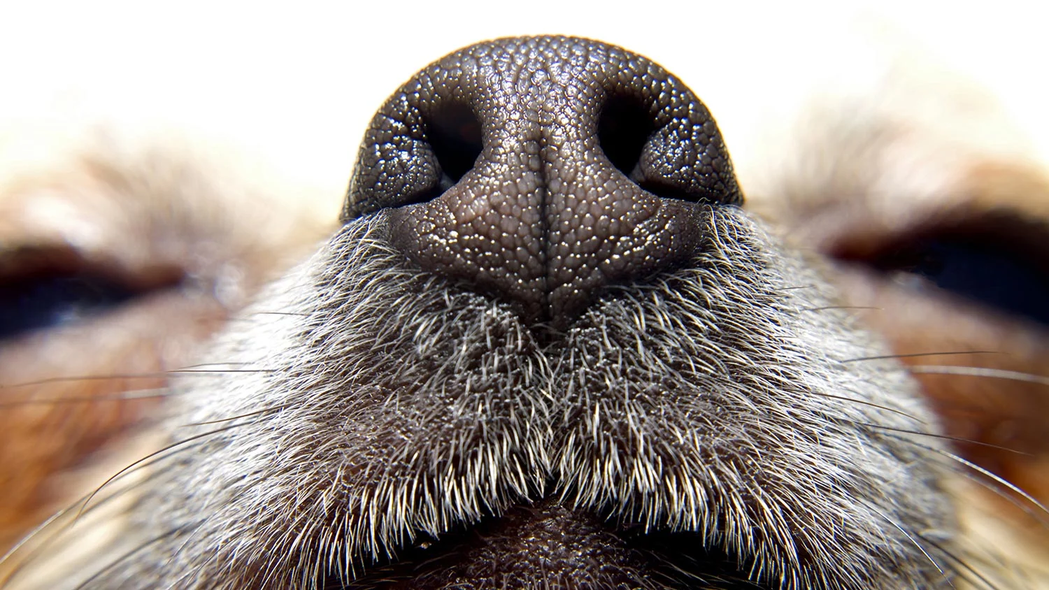 header_quell_smell.jpg
