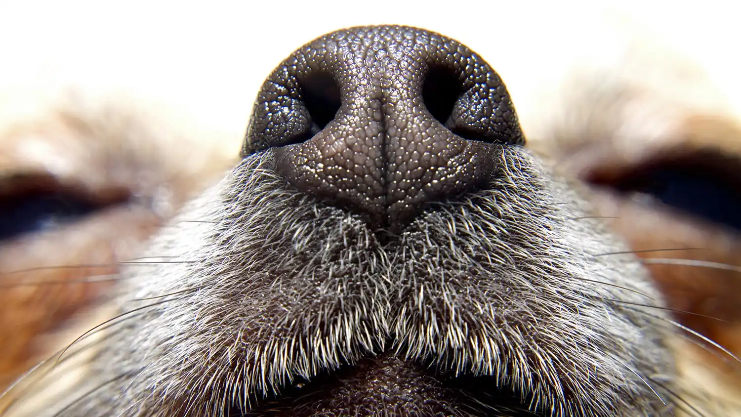 header_quell_smell.jpg