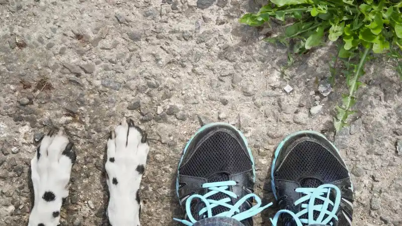 hot-paws-header.jpg