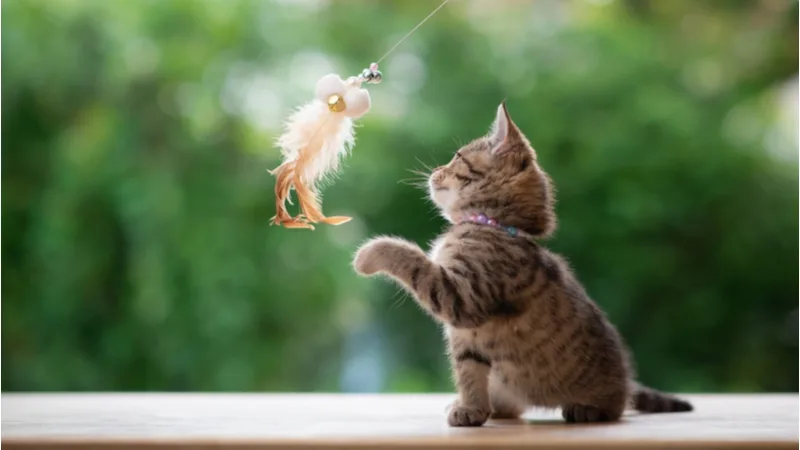 shutterstock_2063521145_header.jpg