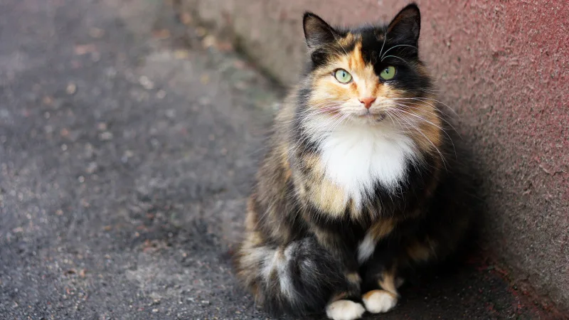 stray-cat-header.jpg