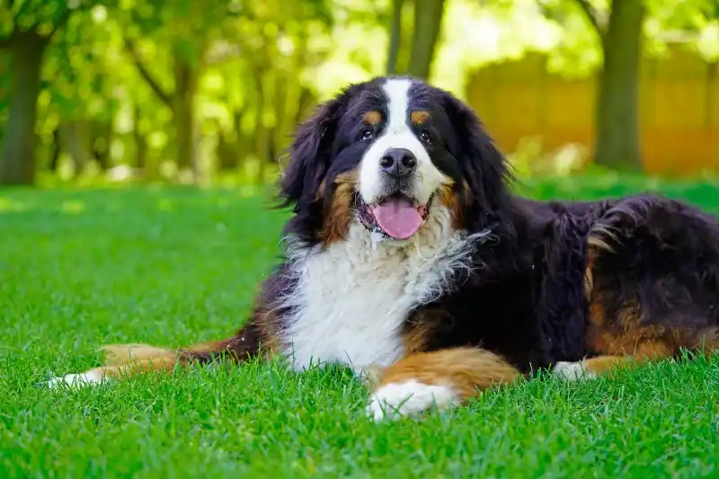 tumor-dog-header.jpg
