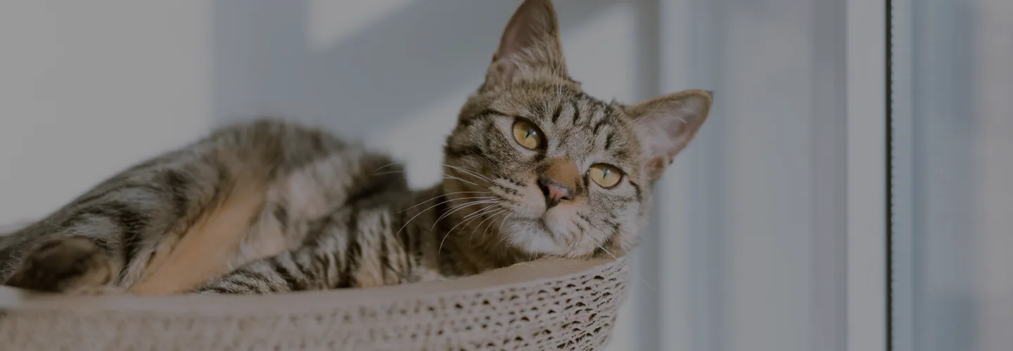 Cat in basket