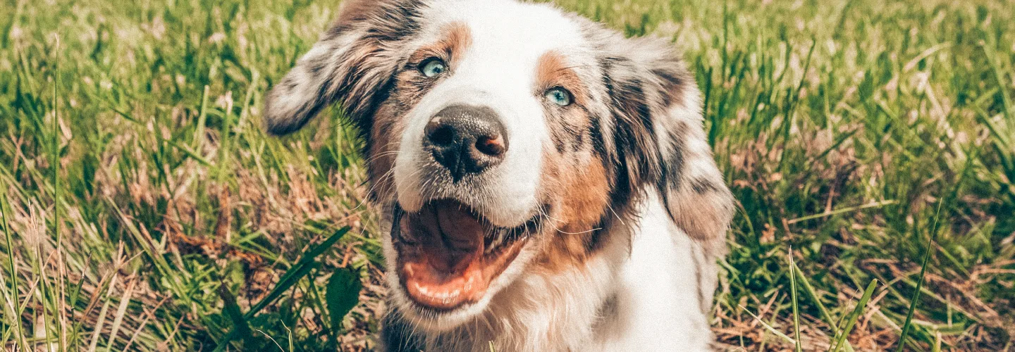 Happy dog in nature