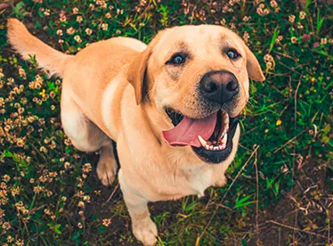 Labrador Retriever 