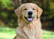 Pet profile image